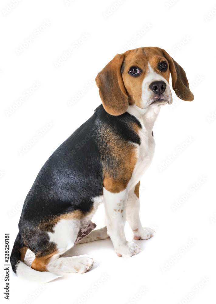 puppy beagle in studio
