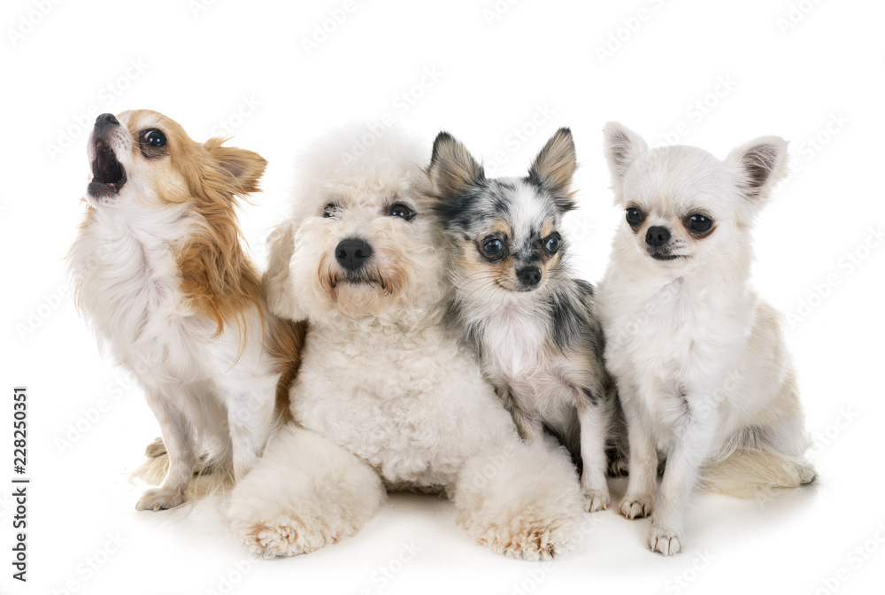 little dogs in studio little dogs in studio