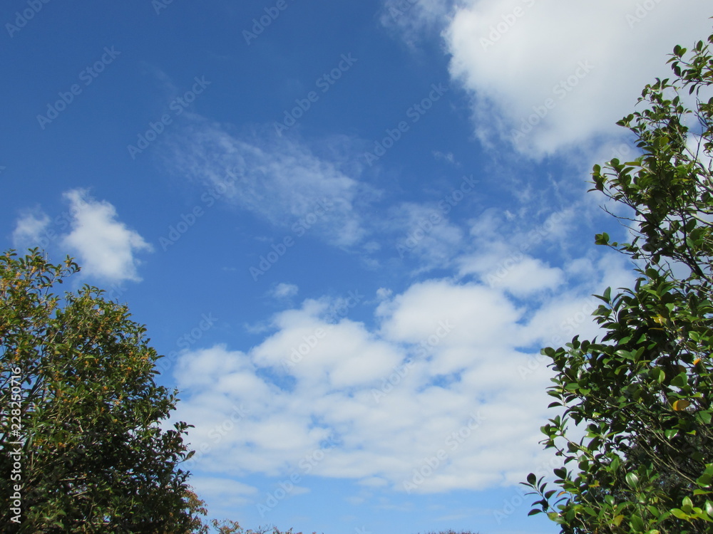 Obraz premium 空と木