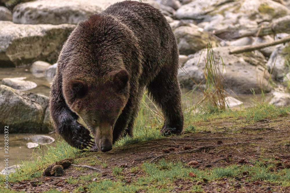 Bear near the Chilkoot river in Haines Alaska Bear near the Chilkoot river in Haines Alaska