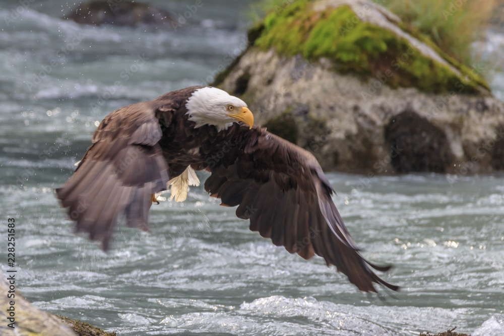 Fototapeta premium Eagle fishing in the Chilkoot river, Haines Alaska