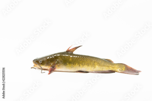 Catfish isolated on white background. Caught in Columbia river, Oregon.