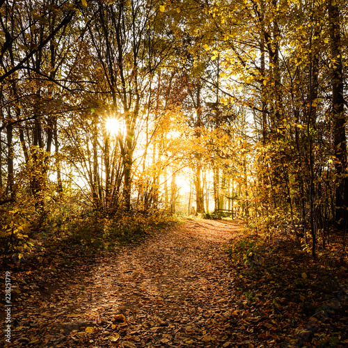 Hiking trail in yellow autu...