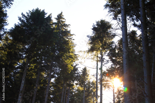 coniferous forest with crowns and sunbeam