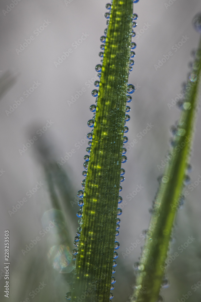 water drops from nature water drops from nature