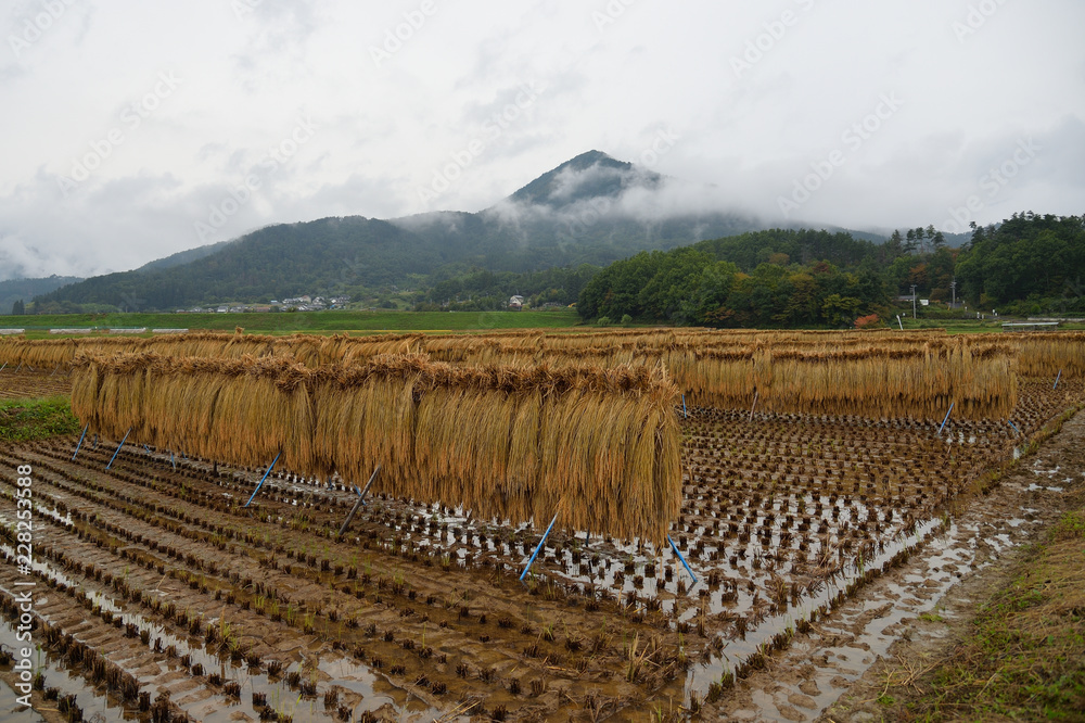Fototapeta premium 田園風景