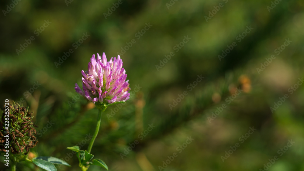 Violet clover in blurred green background Violet clover in blurred green background