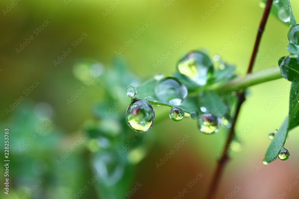 water drops from nature water drops from nature