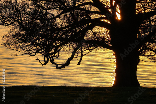 Silhouette of a big old oak...
