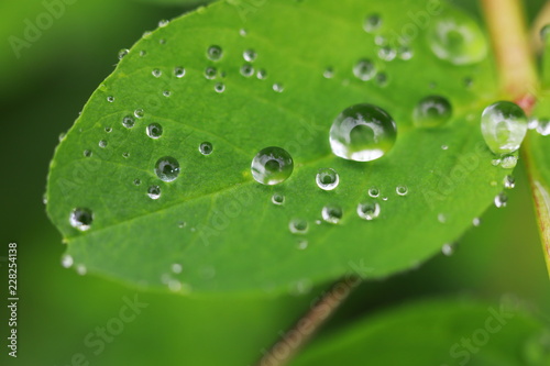 water drops from nature