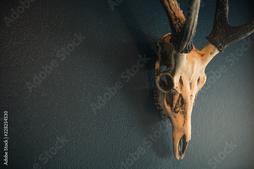 Deer Skull. Deer antler on black wall. Fototapete