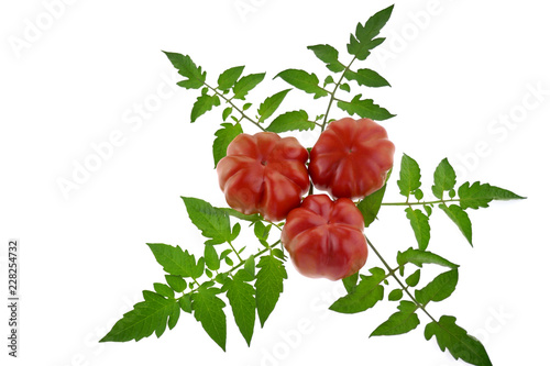 Red Tomato Set .  large Tomato with Green Leaves Isolated on White Background.Harvest of tomatoes