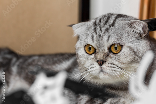 Lovable scottish fold cat.