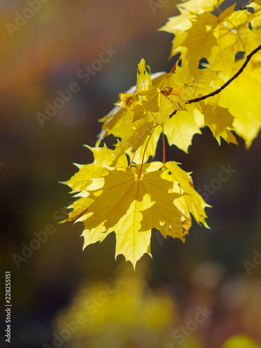 Yellow autumn maple leaves on a natural blurred background. Yellow autumn foliage.