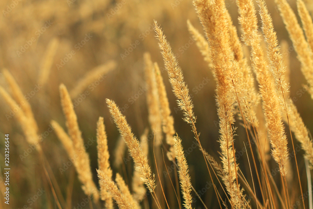 Autumn background. The shining golden reeds at sunset.