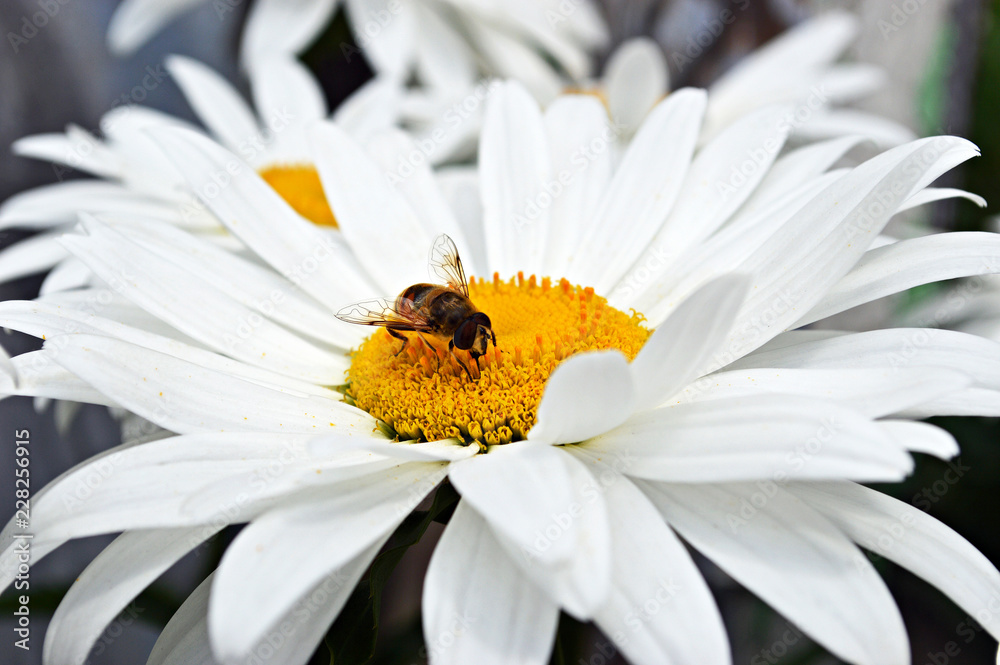 Fototapeta premium Bee close up on a daisy