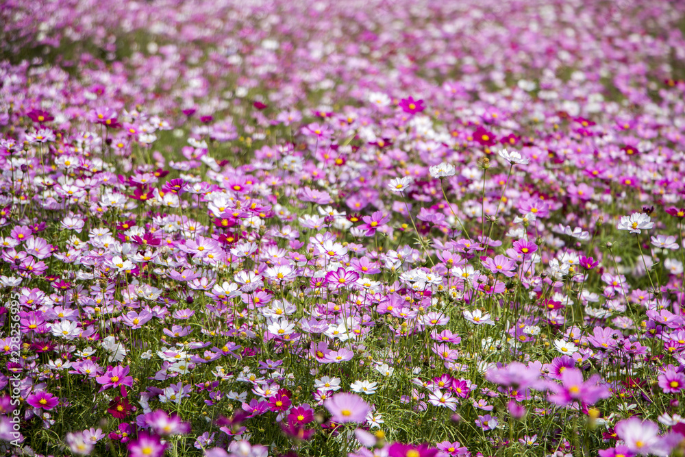 Beautiful Cosmos flowers blooming in the garden Beautiful Cosmos flowers blooming in the garden
