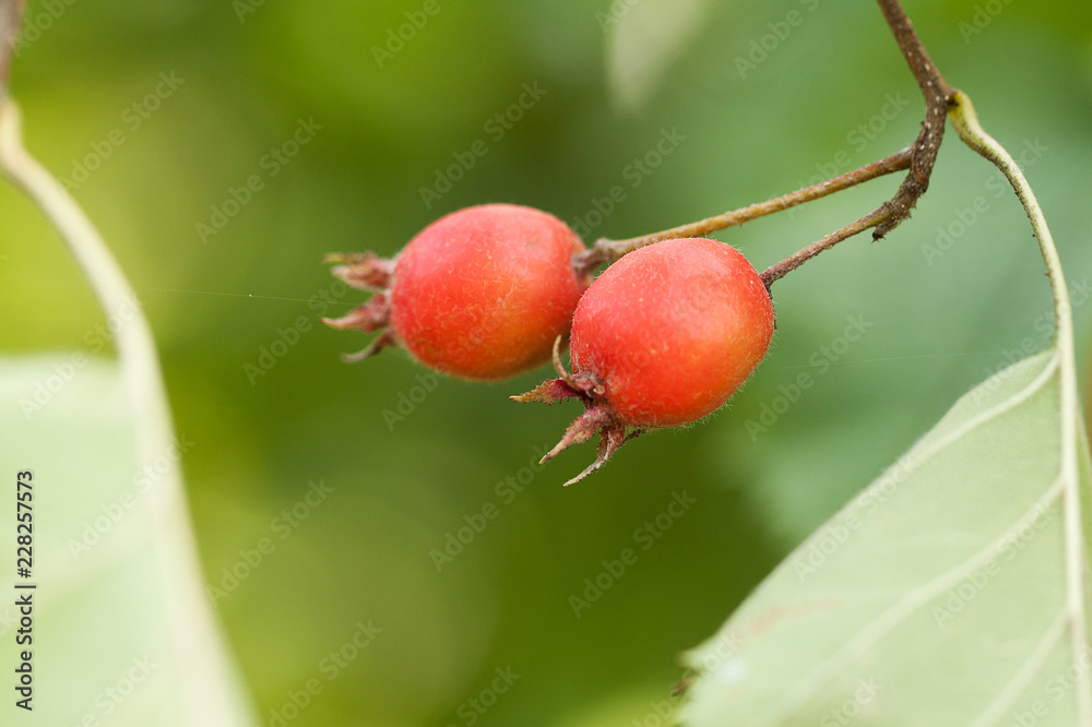 two berries ripening on a hawthorn branch in a summer park or forest two berries ripening on a hawthorn branch in a summer park or forest