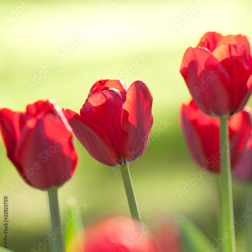 beautiful bright red tulips in a sunny spring garden