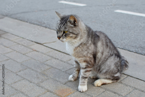 Mixed-breed gray striped domestic cat sitting on street profile view with copy space for text.
