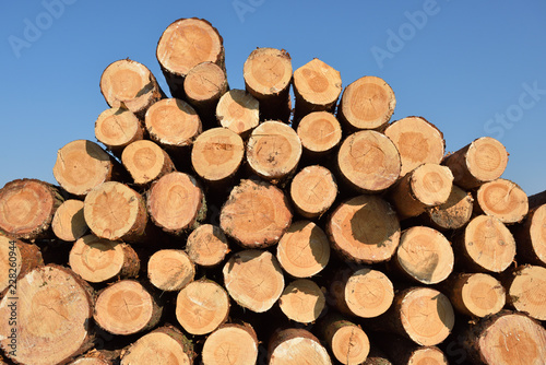 Freshly cut pine tree logs