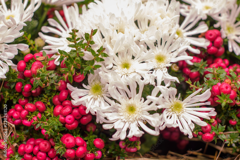 autumn bouquet with asters. selective focus. 