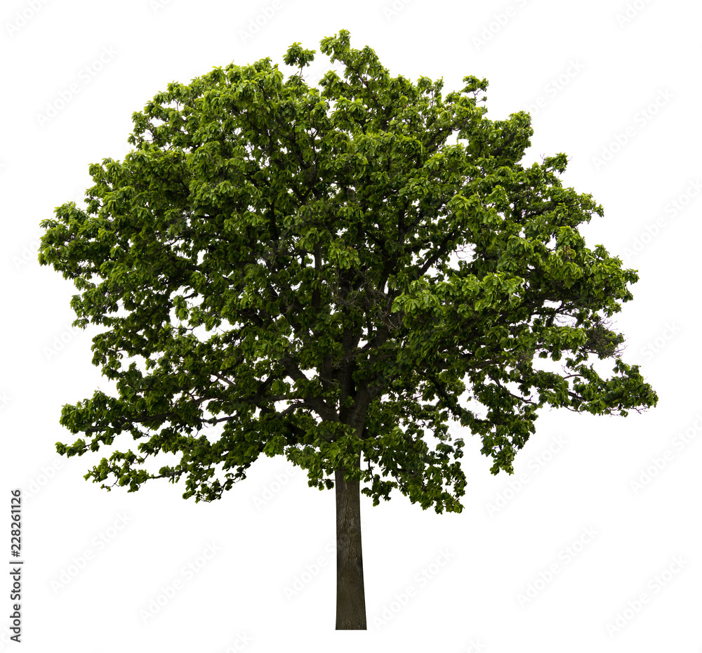 Obraz premium Fresh and bright natural big and tall green leave of tree with branches on isolate white background.