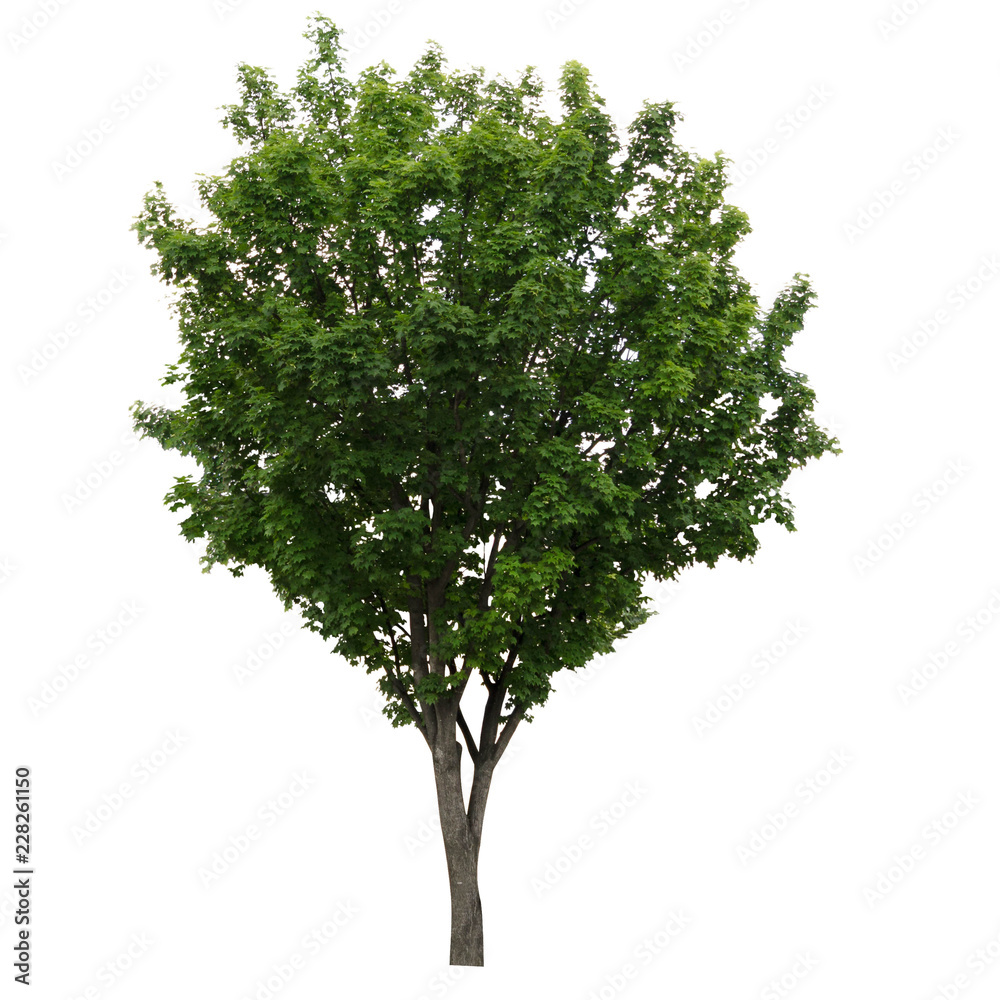 Obraz premium Fresh and bright natural big and tall green leave of tree with branches on isolate white background for mock and decorate craft or art about architecture and environmental.