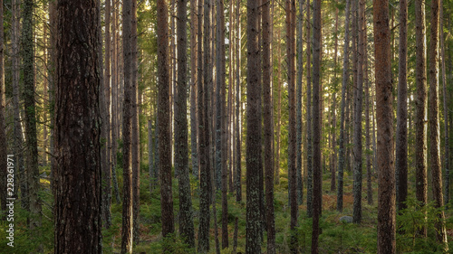 Beautiful pine forest at sunset. Long tree trunks and small conifer plants on the ground. © Forenius