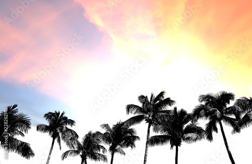 Silhouette of coconut tree on sunset colorful light background with copy space.