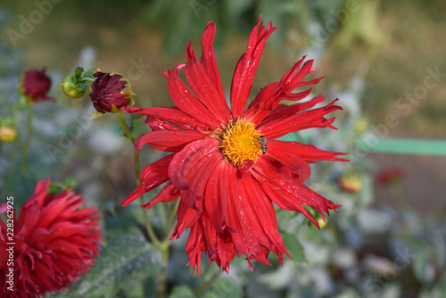 Fototapeta Naklejka Na Ścianę i Meble -  Dahlia rouge