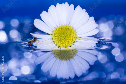 formica su margherita appoggiata sull'acqua, con riflesso e sfondo con bagliori di luce photo