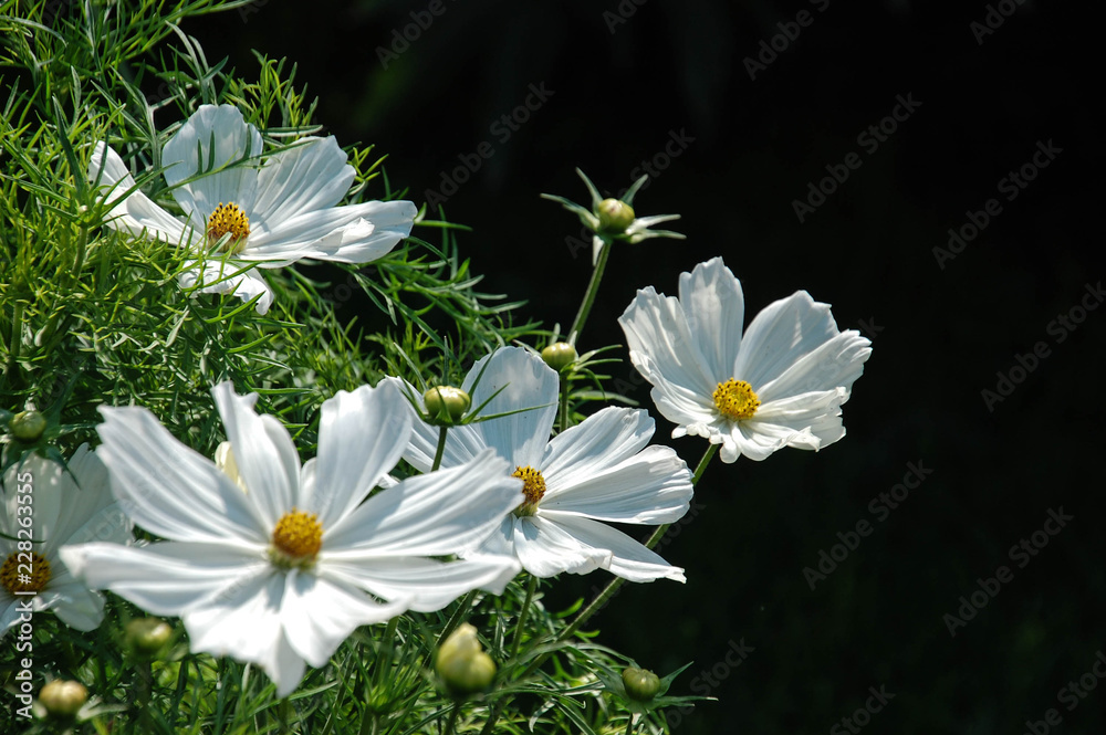 Obraz premium white flowers on green background
