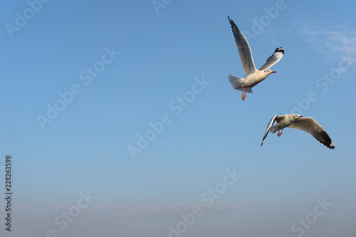 White seagull birds flying high in the blue sky over the blue sea water with yellow sun light shining background.