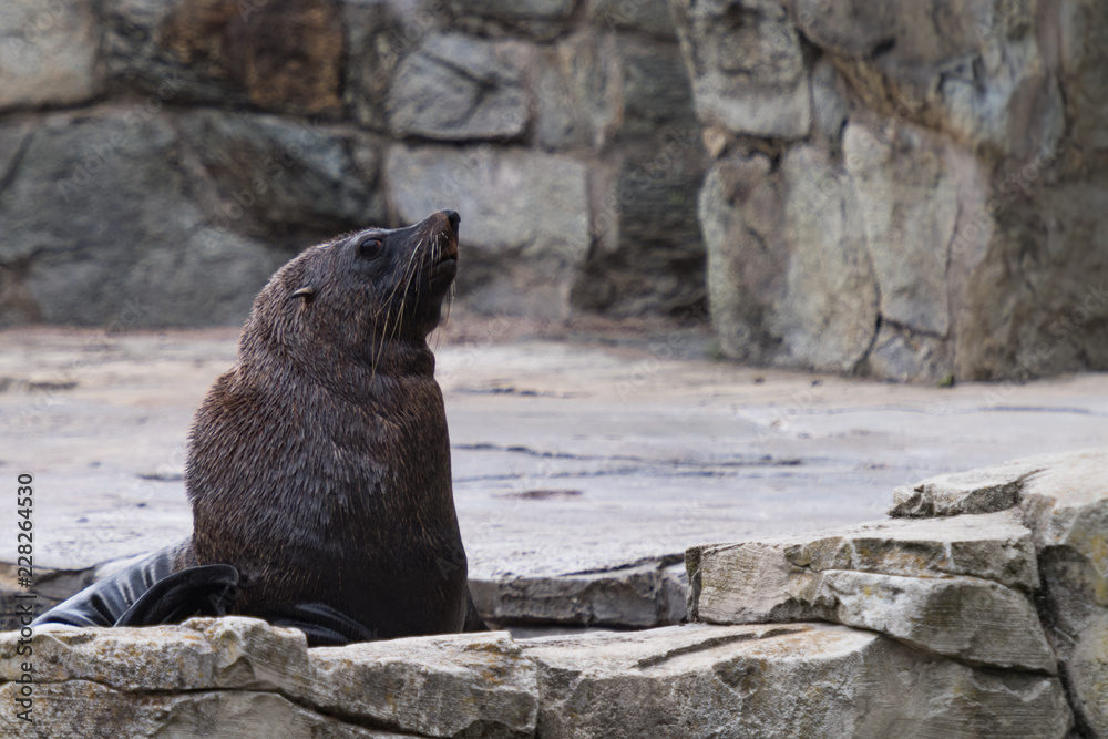Obraz premium Seehund mit Blick nach rechts