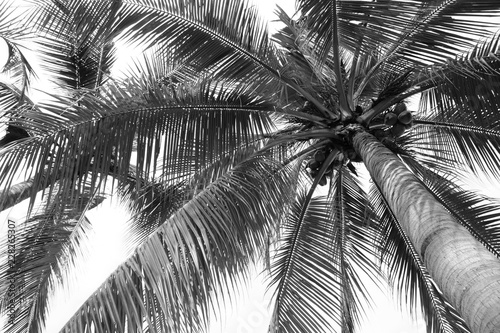 Fototapeta Naklejka Na Ścianę i Meble -  beautiful palms coconut tree on white background