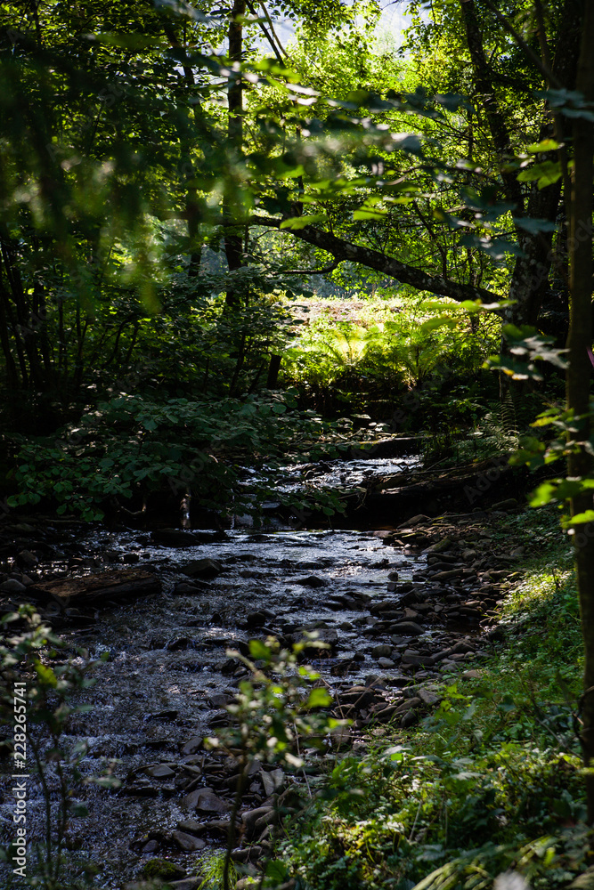 Obraz premium Forest landscape. Copy space