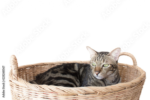 Bobtail cat is sleep in the woven basket.