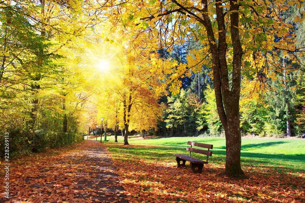 Bench in the park on a sunny day. Autumn landscape. Bench in the park on a sunny day. Autumn landscape.