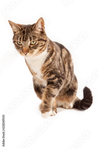 Tabby cat - that first step, isolated on white