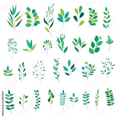 green leaves collection
