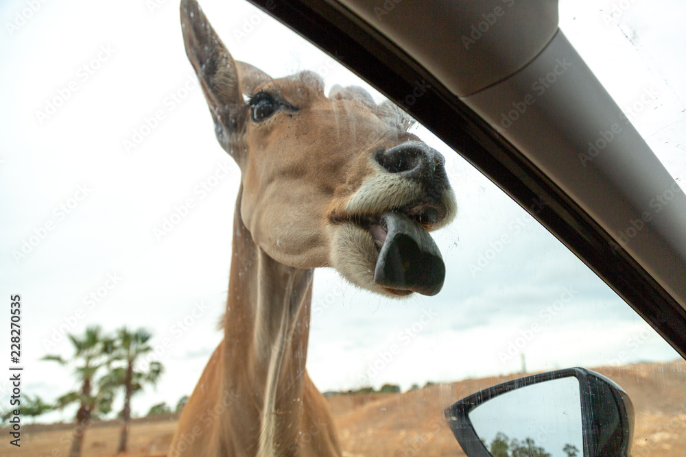 Antelope poked its head into a car and licking car window for food