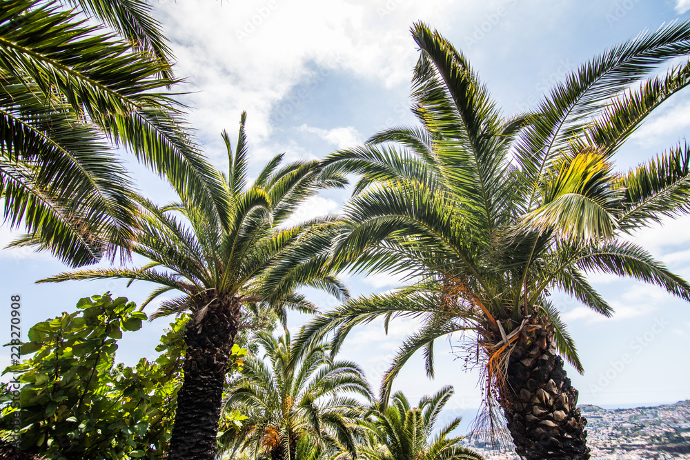 Fototapeta premium Funchal, Madeira - July, 2018. The famous botanical garden in Funchal, Madeira island, Portugal