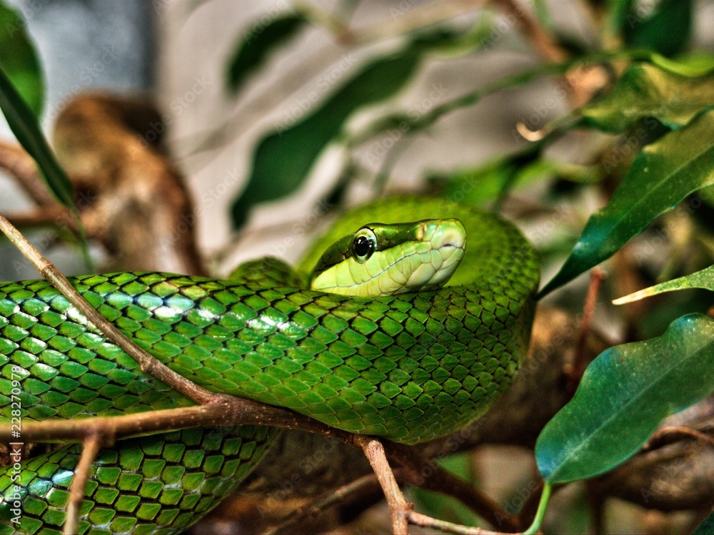 Obraz premium Serpente