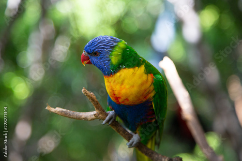 Rainbow Lorikeet, a species of parrot from Australia. Trichoglossus moluccanus. Close up macro, side view