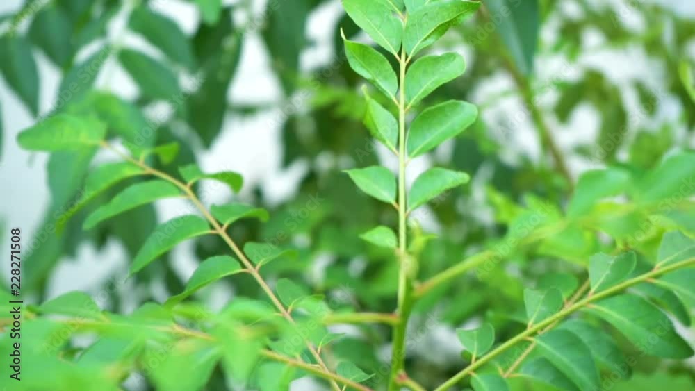 Curry leaves tree plant Curry leaves tree plant