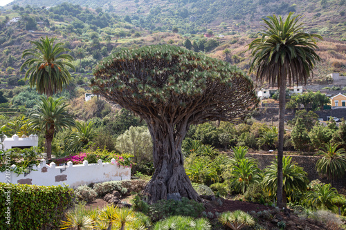 Drago de Icod de los Vinos, massive, solitary dracaena tree, or dragon tree, an icon of Tenerife, Canary Islands, estimated to be 1,000 years old. Dracaena draco. © theartofpics