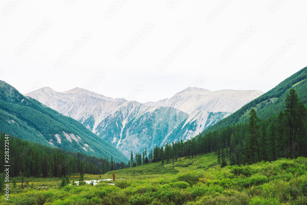 Obraz premium Mountain creek in valley against wonderful giant mountains. Rich vegetation and coniferous forest of highlands. Conifer trees. Amazing atmospheric landscape of majestic nature.