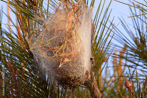 Pine Processionary caterpillar nest photo