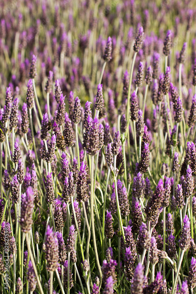 Obraz premium Lavender, bright purple